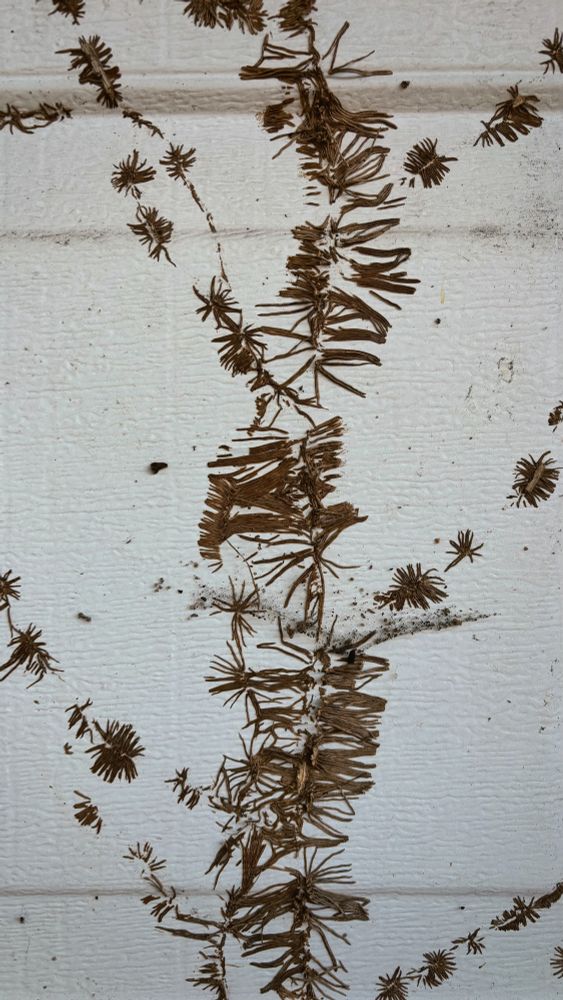 closeup of root patterns