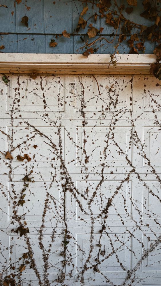 closer shot of ivy root map