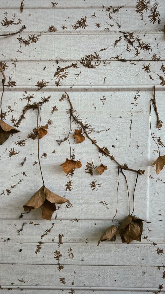 dead ivy leaves hanging from vine fragments