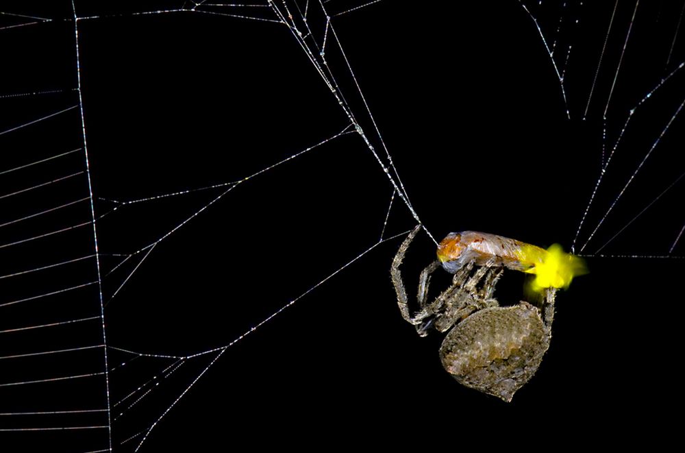 Spiders force male fireflies to flash like females—luring more males to their death