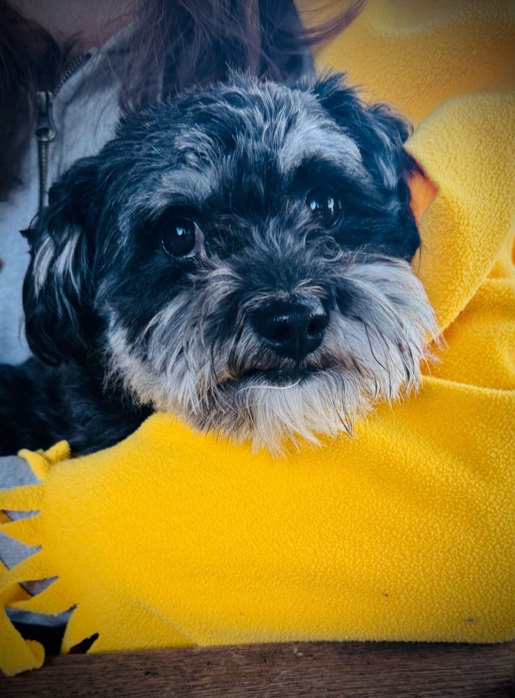 Ein kleiner Hund sitzt in eine Decke gewickelt auf einen Schoß und schaut sehr arm in die Kamera