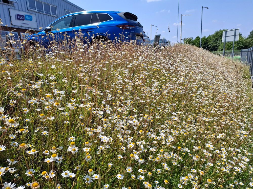 The sloping margin of a car park covered with ox-eye daisies.