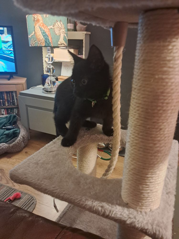 jet the cat, on the scratching post 