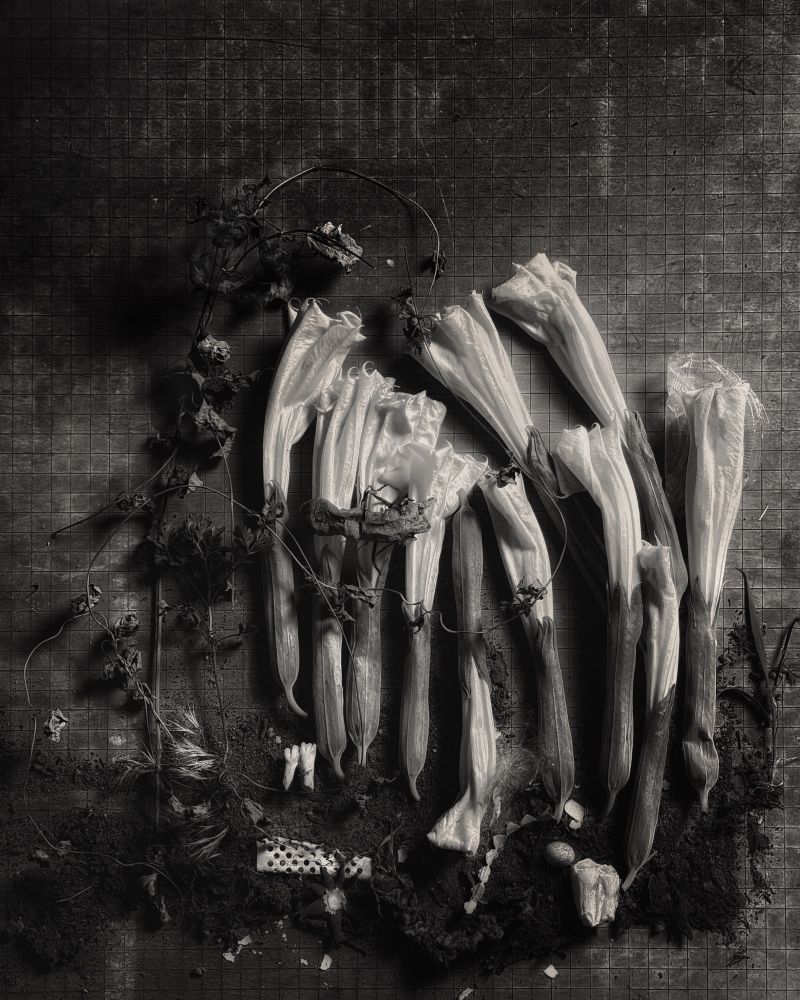 The wilted blooms of a Datura arranged in a row on a grid with other small elements of animal teeth, a string of hearts all entangled in a lithe vine. 