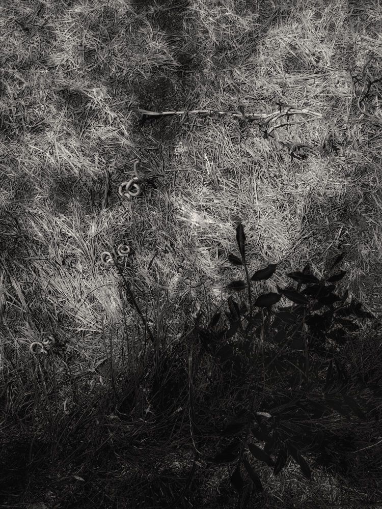 A warm black and white image of dead grass revealed by the removal of a wading pool. There is a triangular dark area of plants that grew along the edge. 