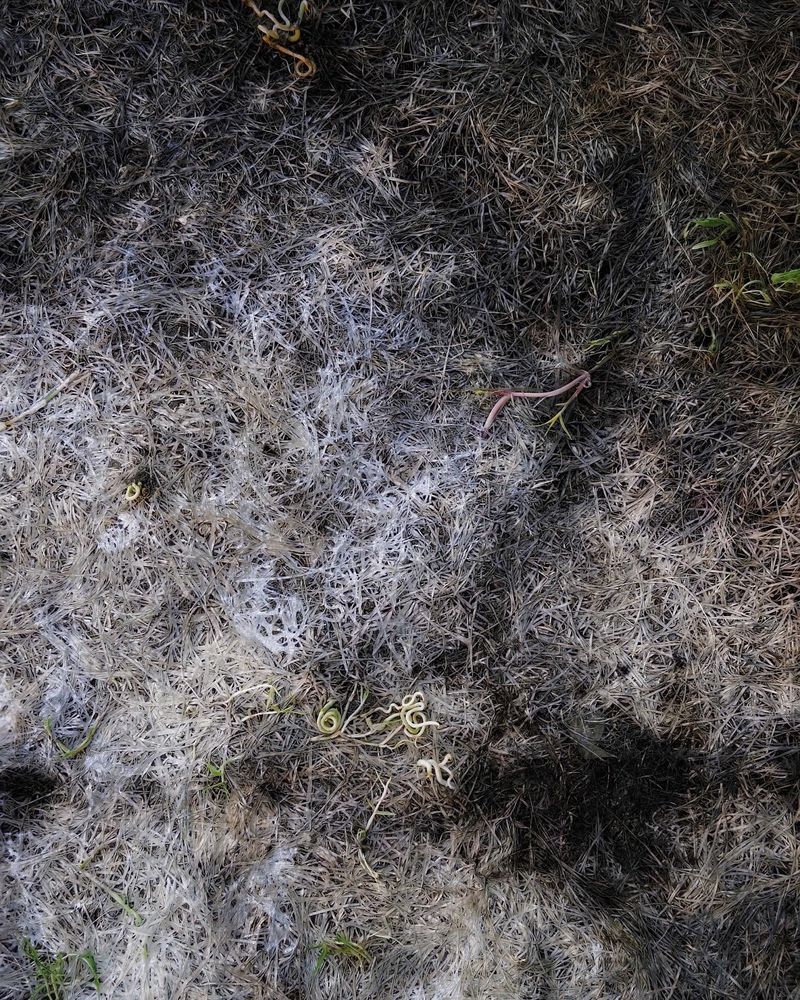 An abstracted image of dead grass under where a pool had been. Little curlicues of nascent life amidst the dead grass, subtle pastels of light gold and blue-white with a touch of roseate pink here and there. 