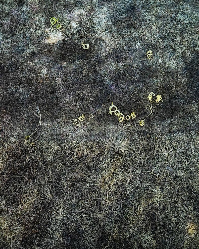 An abstracted image of dead grass under where a pool had been. Little curlicues of nascent life amidst the dead grass, subtle pastels of light gold and blue-white with a touch of roseate pink here and there. 