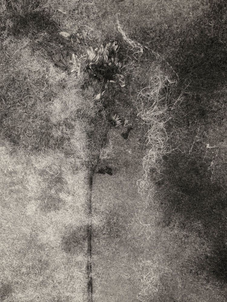 There is a stalk of crushed flowers obscured in part by fog-like grasses in a warm black and white to tickle your textural senses. 