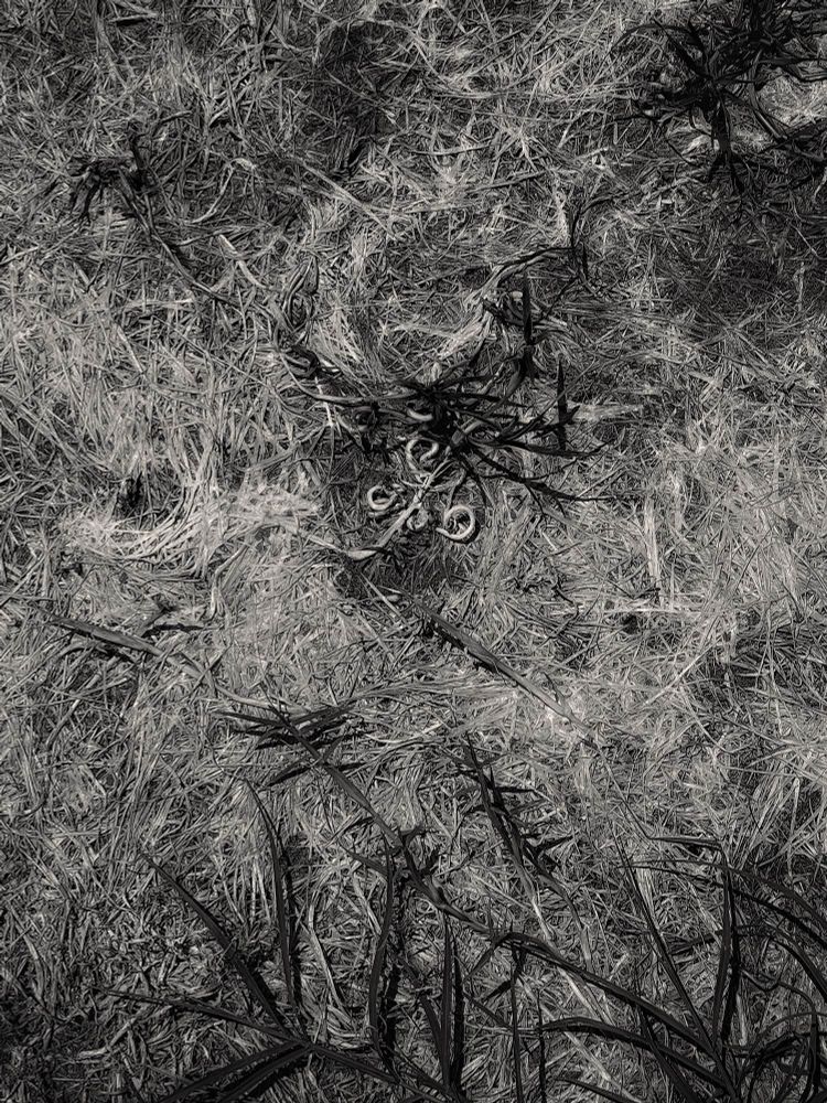 Whirls and swirls of dead grass with new growth here and there. A group of plants that curlicued in their desire for growth sits in the middle upper third, sparse new long leaves of grass are in the bottom third standing in stark relief to killed grass. 
