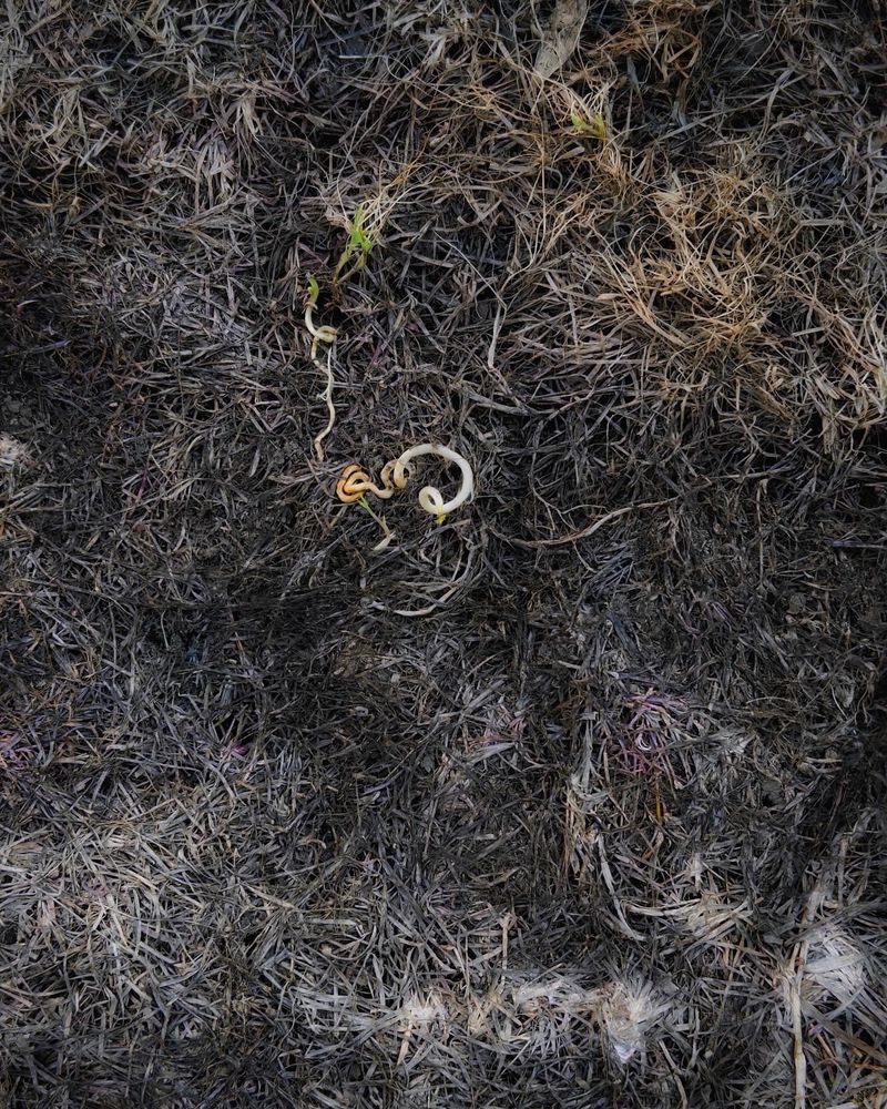 An abstracted image of dead grass under where a pool had been. Little curlicues of nascent life amidst the dead grass, subtle pastels of light gold and blue-white with a touch of roseate pink here and there. 
