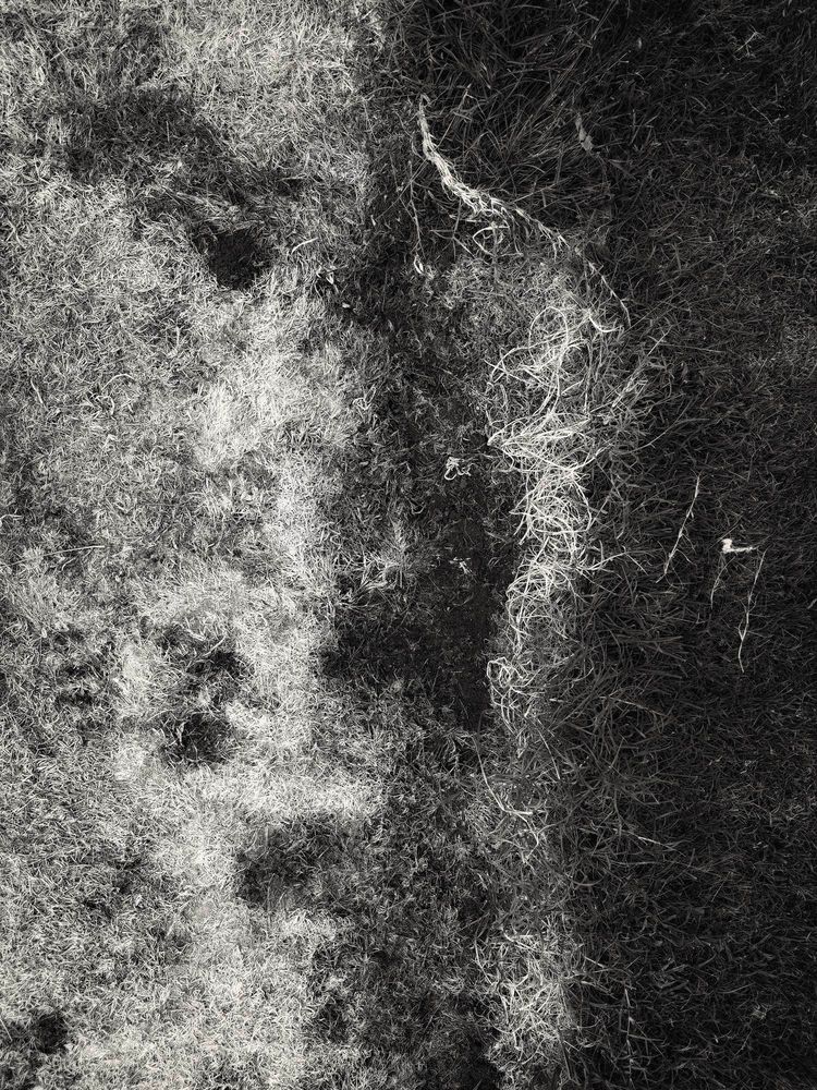 A warm black and white image of a patch of dead grass next to living grass. It is a strong vertical composition with interesting abstract shapes. Someone who enjoys pareidolia would be fascinated. 