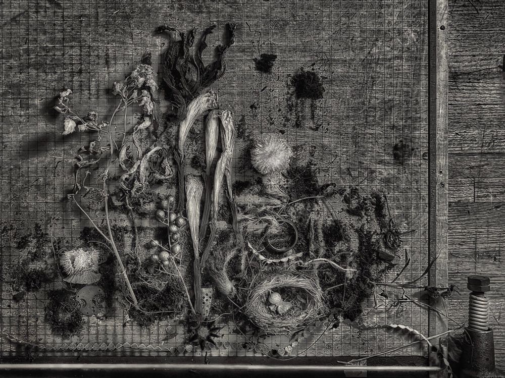 A black and white image of dead plants and spiky things on the grid of a large oak paper cutter. There is a bird’s nest in the lower right middle with one small egg inside. 