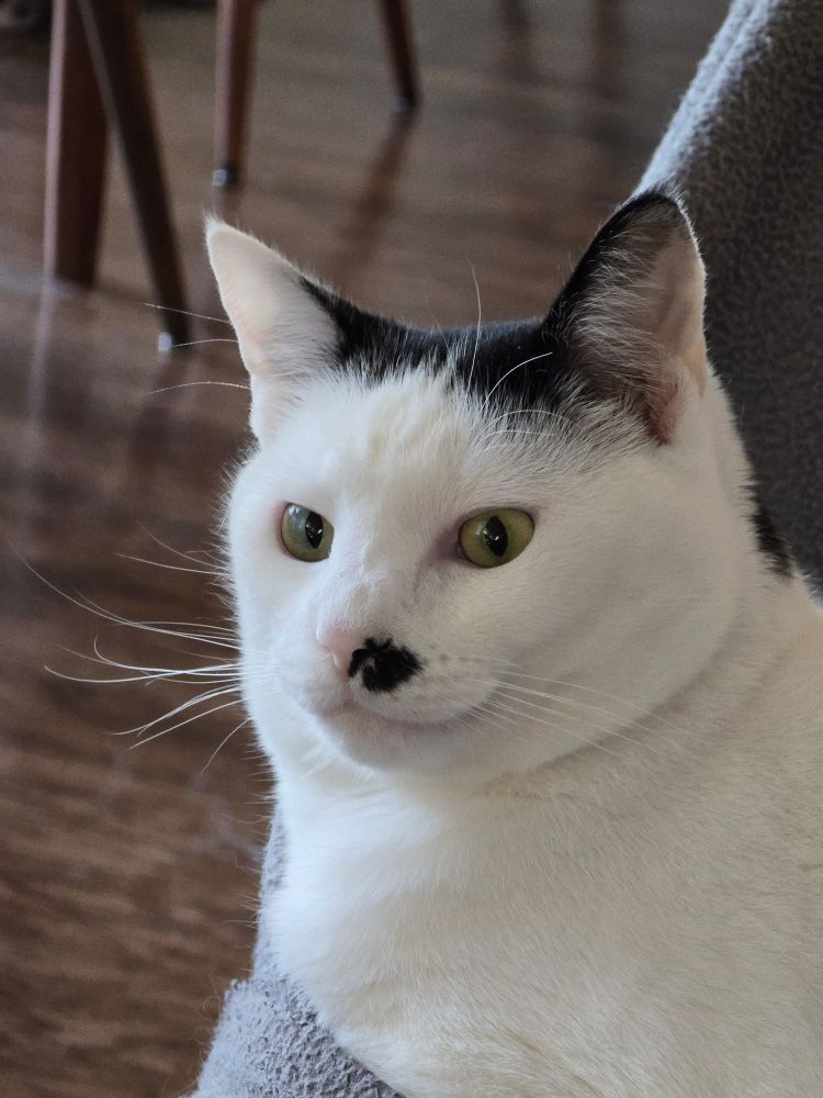 My cat, Yorion. He is white with random black markings on his face and body. 