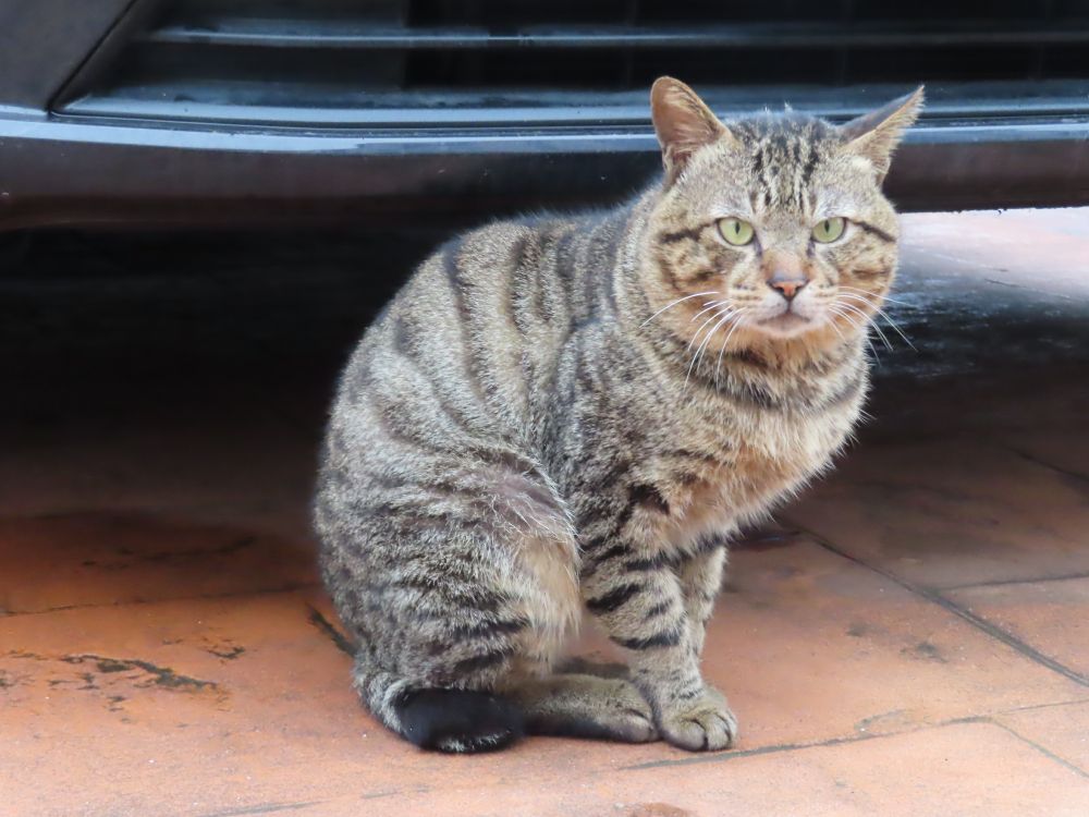 A striped cat seated in front of a parked car.  Its expression is one that says "Alert" to me.