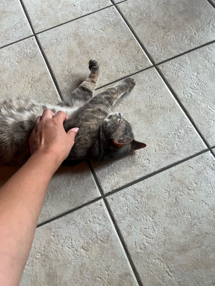 Petting pierogie cat!!!
