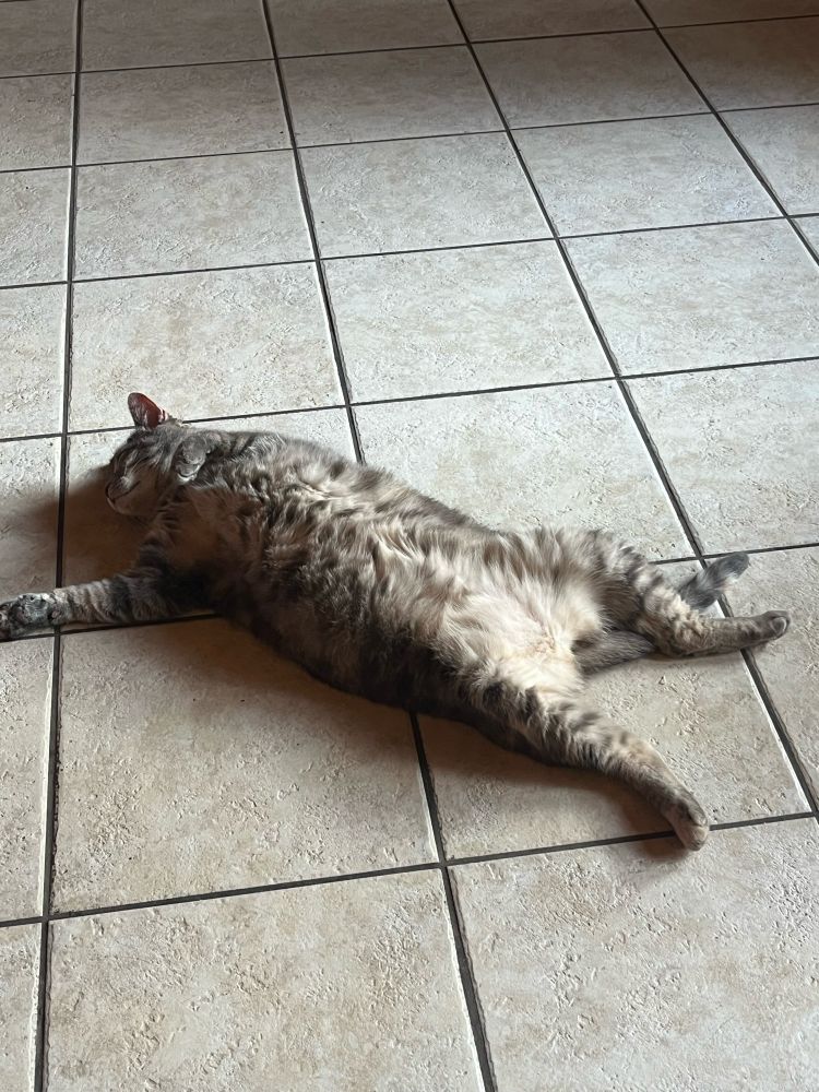 Photo of a cat tummy