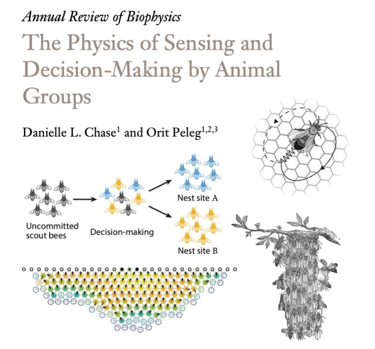 Title page of the review article 'The Physics of Sensing and Decision-Making by Animal Groups' by Danielle L. Chase and Orit Peleg in Annual Review of Biophysics. Includes illustrations of collective behavior in honeybees: a diagram showing uncommitted scout bees transitioning through decision-making to choose between two nest sites; a honeybee on a honeycomb cell; a cluster of bees hanging from a branch; and a schematic of bees forming a layered cluster.