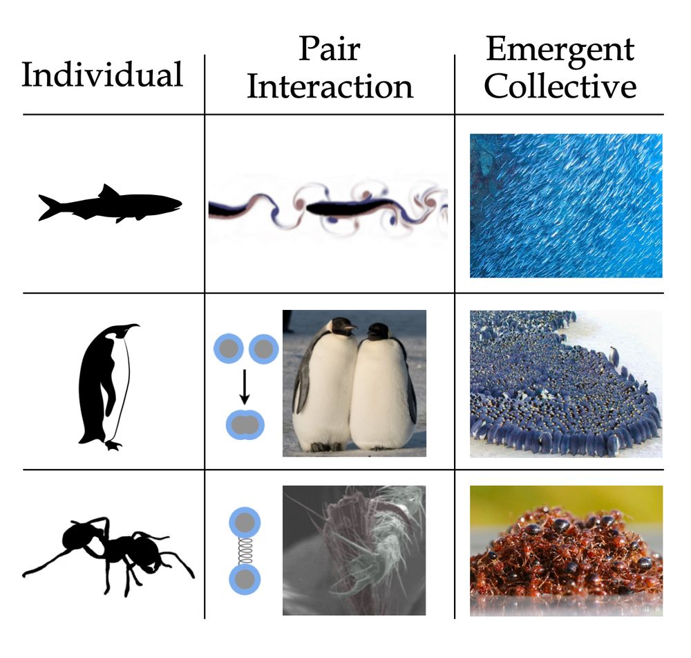 Three‑row table linking scales: fish, penguin, ant. Each row shows an individual silhouette, a pair‑level interaction image, and the emergent collective - schooling fish, penguin huddle, and an ant raft.