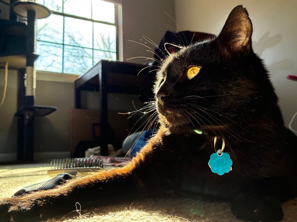 A black cat with yellow eyes lays in the sun 