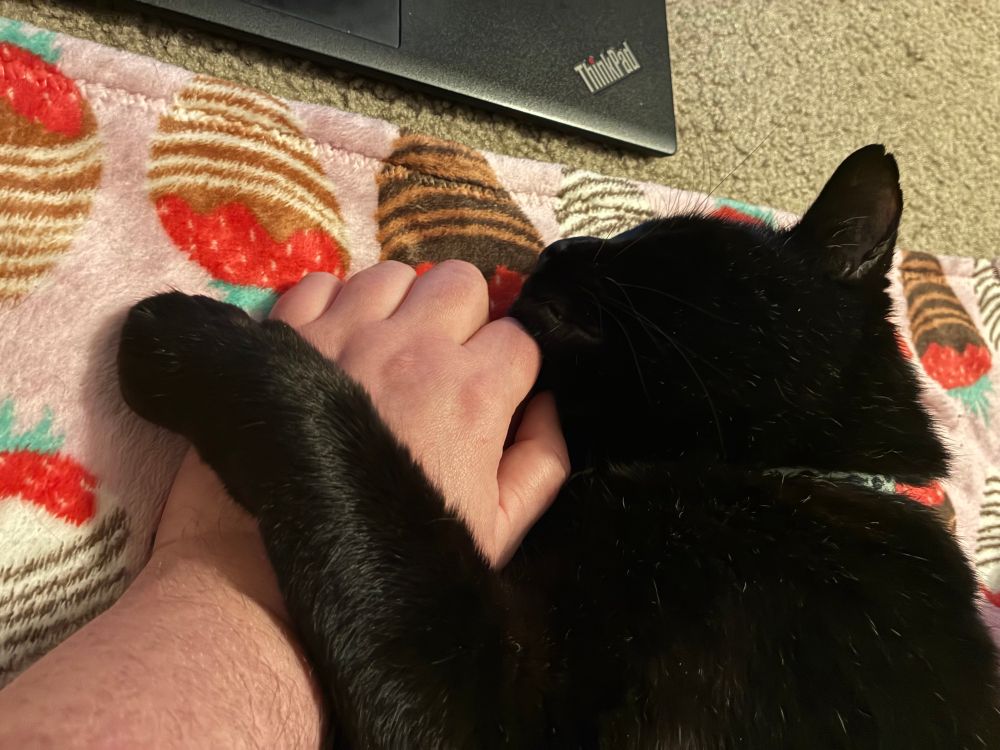 A black cat wearing a light blue collar lays on his side with one of his front legs on top of his owner’s hand. The cat is laying on a pink blanket with a chocolate covered strawberry pattern in front of a Thinkpad playing a movie. 