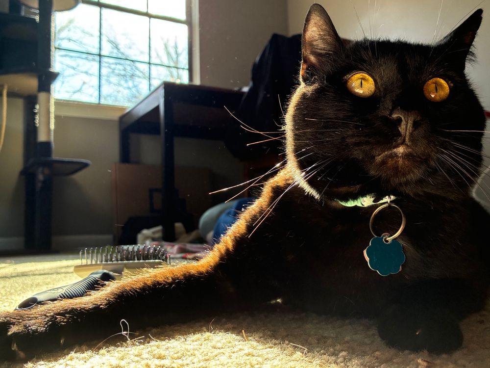 A black cat with yellow eyes lays in the sun 