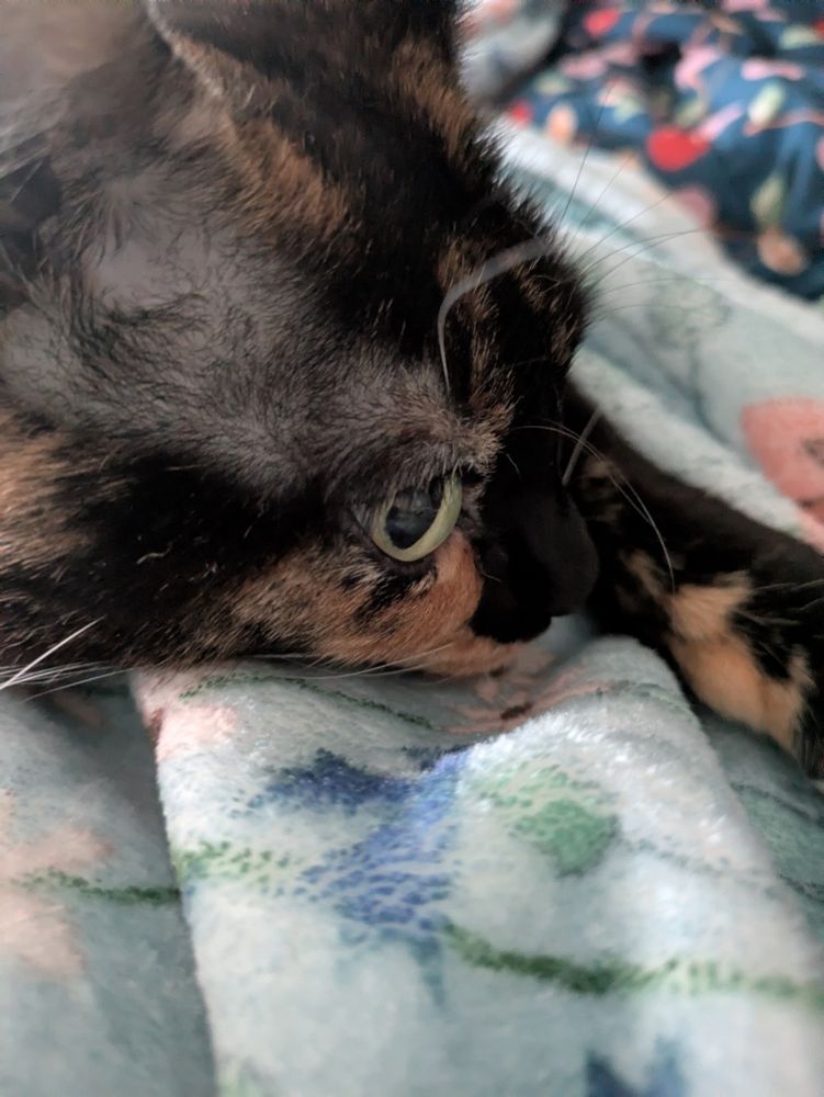 A close-up of a calico cat resting her head on a blue floral fleece blanket.