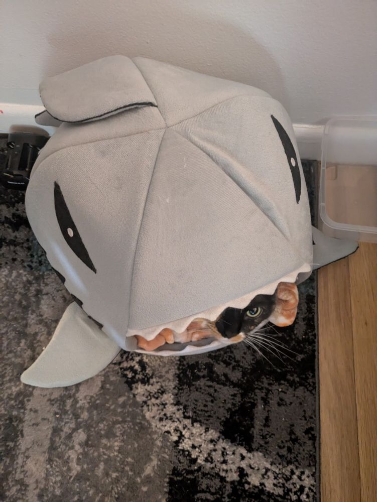 A photo taken from above of a covered cat bed of a shark with an open mouth. Inside the shark's mouth, a calico cat peaks her head out.