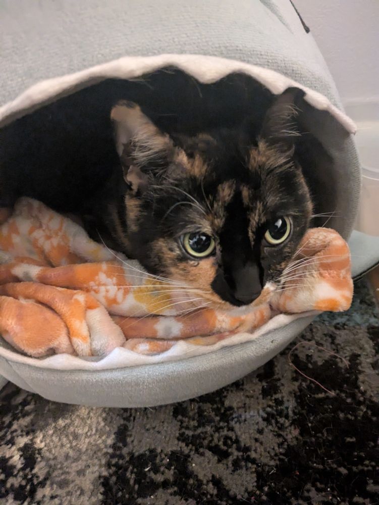 A photo of the calico cat resting on an orange floral blanket inside the shark bed.