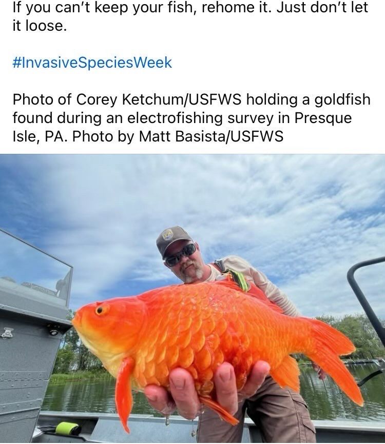 Photo of Corey Ketchum/USFWS holding a goldfish found during an electrofishing survey in Presque Isle, PA.