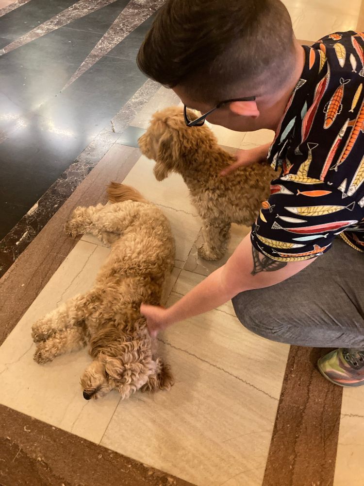 El pets a pair of mini goldendoodles in a hotel lobby.