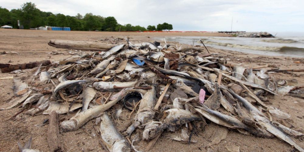 Sea lamprey? Quagga mussels? New study ranks the worst invasive species in the Great Lakes