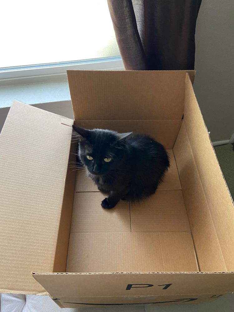 Lucky The Cat