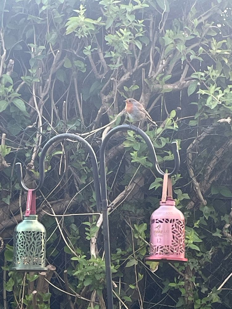 A single redbreast bird perched on the pole holding my two Redbreast 12yr Whiskey bird feeders (one red, one green).