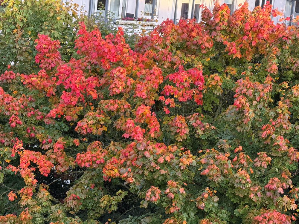 Vibrant red and orange leaves of a tree, indicating autumn foliage, with a backdrop of a building's windows partially visible.