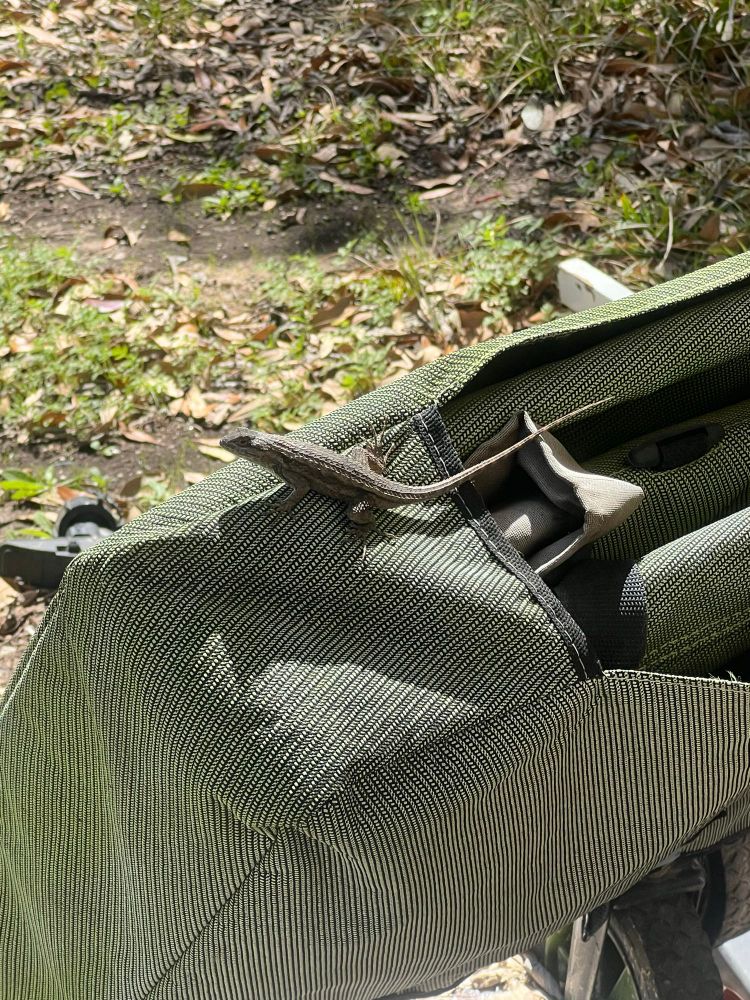 a texas spiny lizard sitting on green fabric outside 