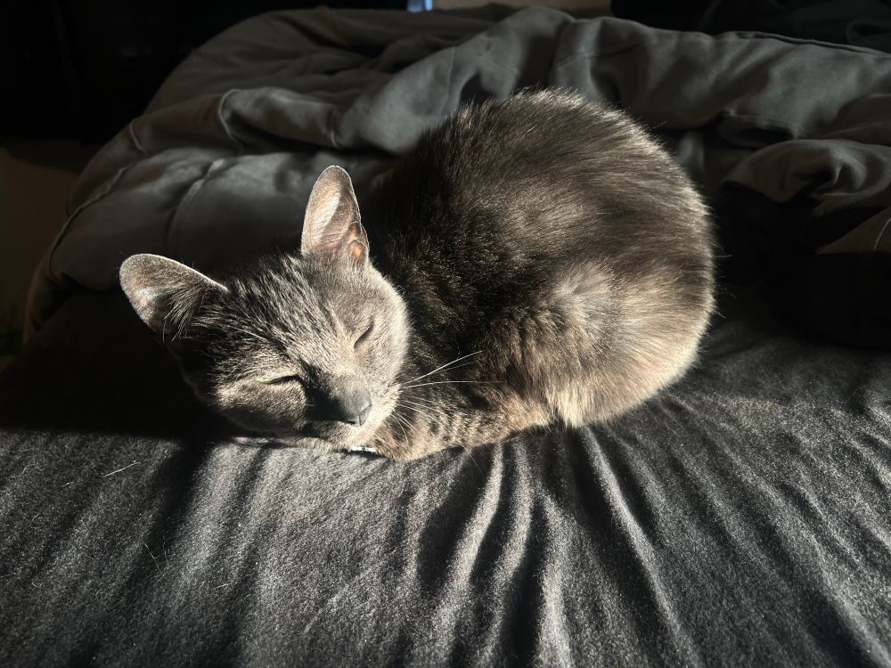 a grey cat loafing on a bed with her eyes closed, sunlight shining on her 