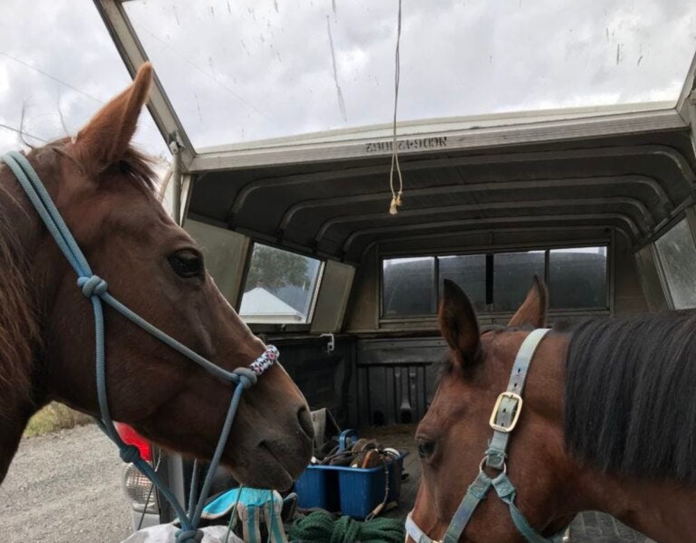 Horses going into fall