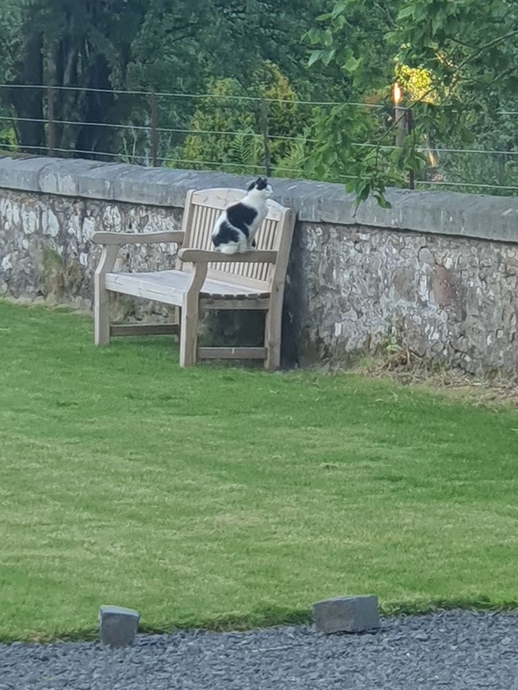 Cat in stealth mode peeking over wall. 