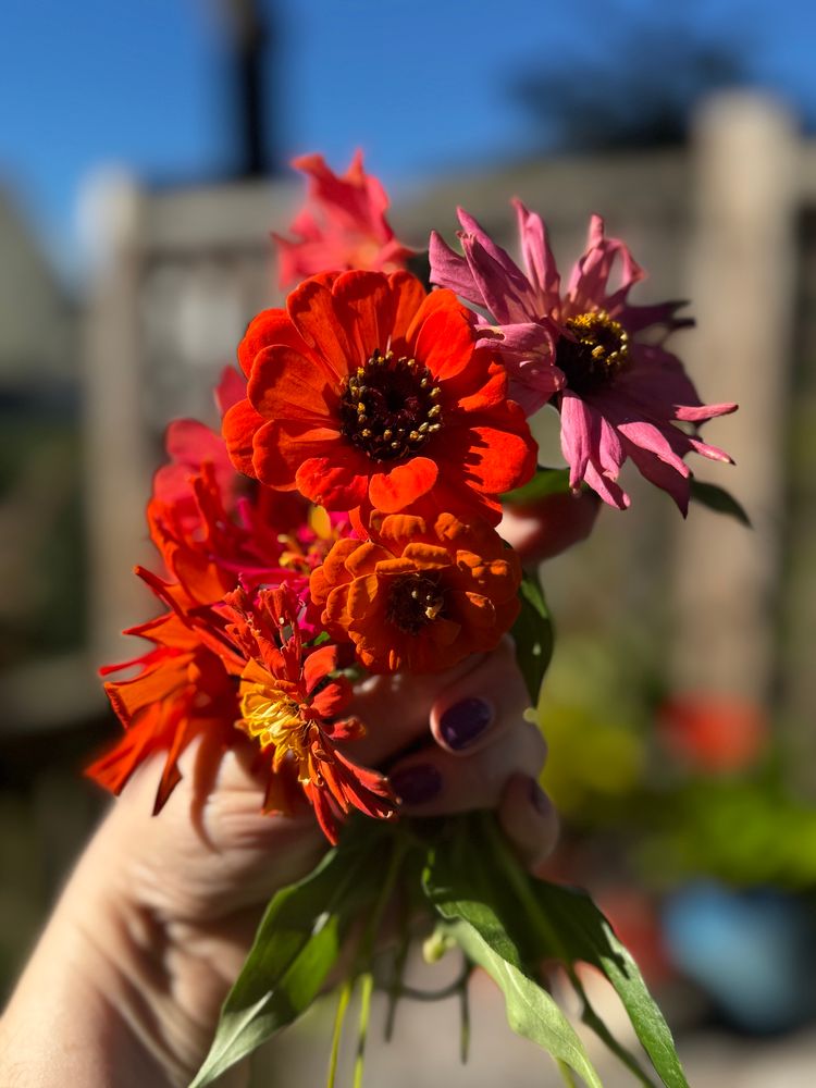 Zinnias