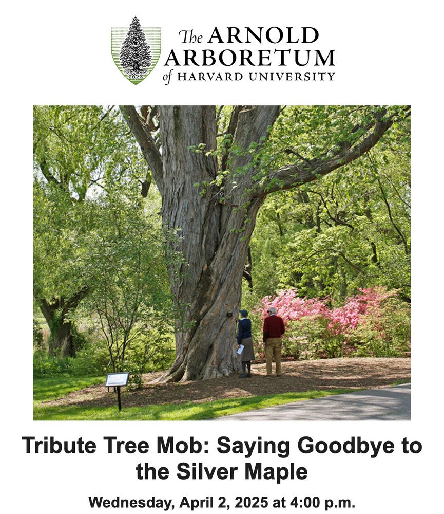 Photo of two people standing beneath a large, gnarled tree. At the top: "The Arnold Arboretum of Harvard University." Below: Tribute Tree Mob: Saying Goodbye to the Silver Maple, April 2 @ 4pm