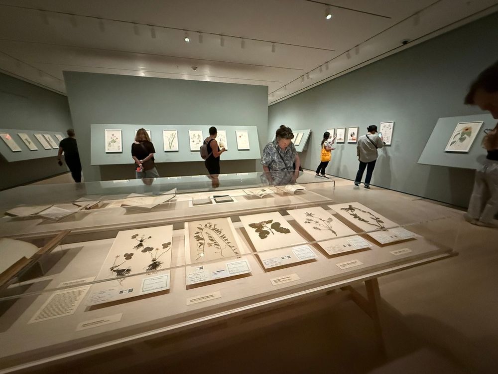 A gallery view, with herbarium specimens in vitrines, drawings around the walls 