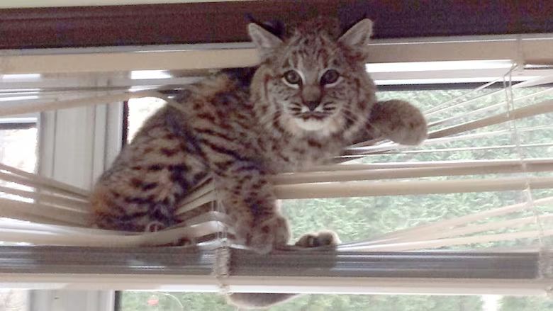 A bob cat stuck in window blinds. Cute, but terrifying situation.