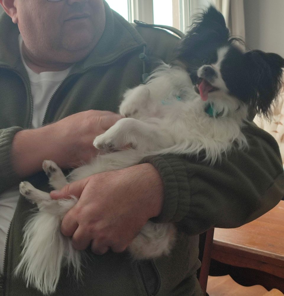 Little dog held on hands