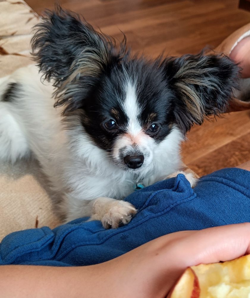 A small dog is begging for an apple