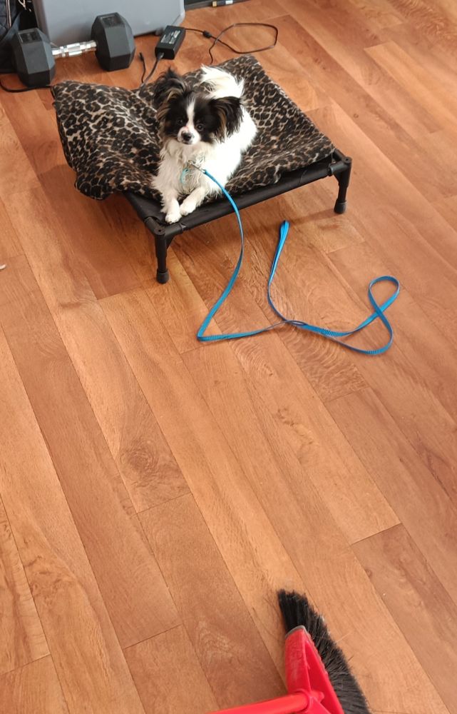 Dog in place command