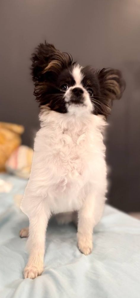 Little dog shows off