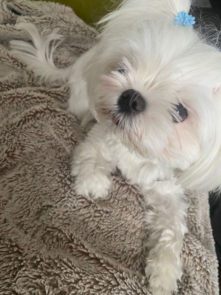 Little white dog on a blanket 