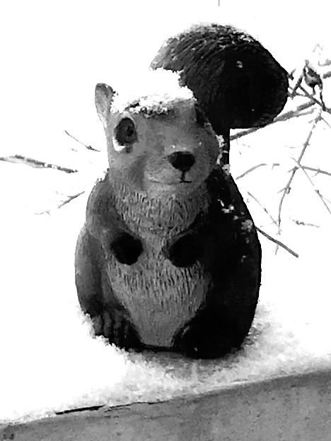 A fat squirrel on the porch railing 