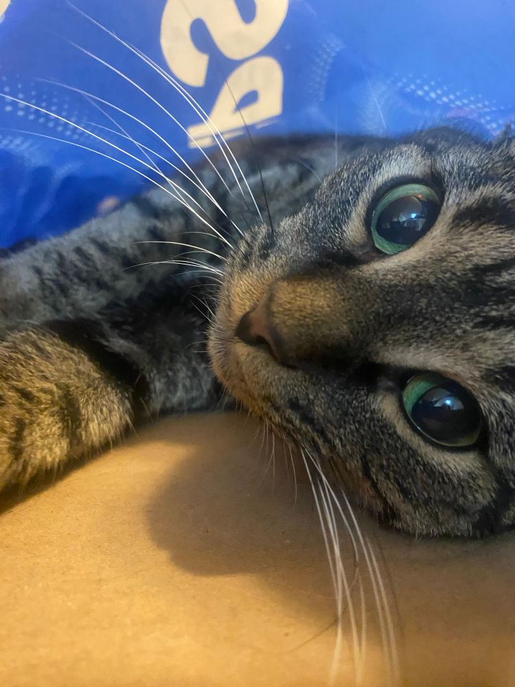 Tabby cat looking playful in Soda flat box