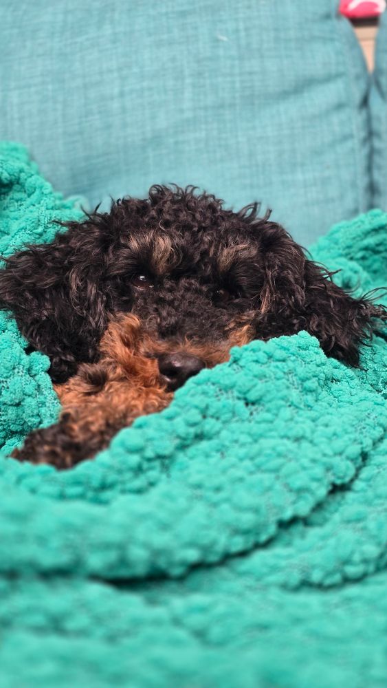 A sleepy dog wrapped around in a blanket 